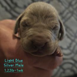 Lt. BLUE Collar - Silver gray male Weimaraner puppy in Indiana from So-IN Weimaraner's