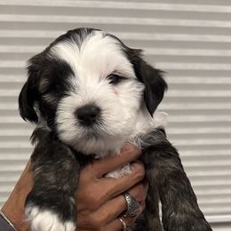 Charlie Brown - Sable and white Tibetan Terrier puppy in Winters, California from Rama Kha Tibetans