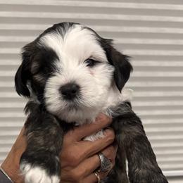 Charlie Brown - Sable and white Tibetan Terrier puppy in Winters, California from Rama Kha Tibetans