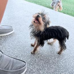 Rex - Black and tan male Yorkshire Terrier puppy in Hot Springs, Arkansas from Blissful_Yorkies