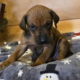 Leggo Black Collar - male Rhodesian Ridgeback puppy in Gaffney, South Carolina from Circle D Farms