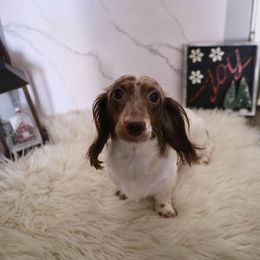 Piper - Dachshund