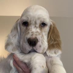 English Setters from Admiralty English Setters