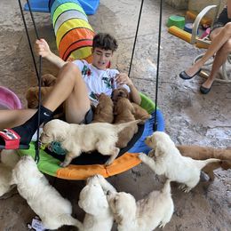 Golden Retriever Puppies from K5 Dog Services