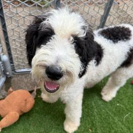Payakan - Black and white male Bernedoodle puppy in Williamston, South Carolina from Sassy Bob’s Dogs