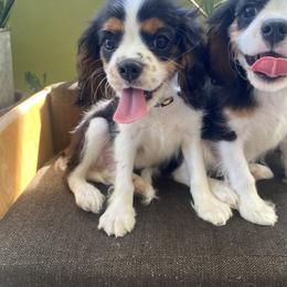 Sir Benjamin Edward - Benji of North Cumberland - Tri-color male Cavalier King Charles Spaniel puppy in Fayetteville, North Carolina from Cumberland Cavapoos