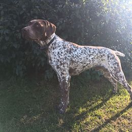 Rossi - German Shorthaired Pointer