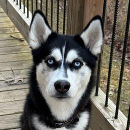 Axel - Siberian Husky
