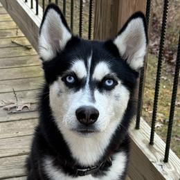 Axel - Siberian Husky