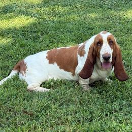 Grace - Red and white female Basset Hound puppy in Prescott, Kansas from Albie's Bassett Farm