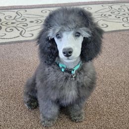 Poodles from Summer Shadows Canines