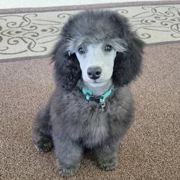 Poodles from Summer Shadows Canines