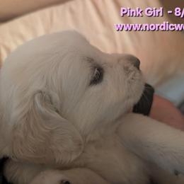 Pink Girl - Light golden female Golden Retriever puppy in Peoria, Arizona from Nordic Woof's Golden Retrievers
