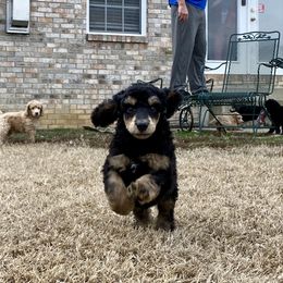 Poodle Puppies from Cosmic Caliber Standard Poodles