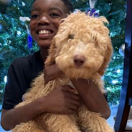 Nic - Cream male Goldendoodle puppy in Moreno Valley, California from Rainbow SoCal Doodles