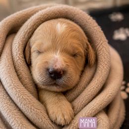 Mama Bear - Apricot female Goldendoodle puppy in Rocky Point, North Carolina from CelticDoods