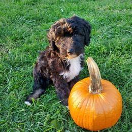 Poppy - Black female Sheepadoodle puppy in Bellevue, Iowa from Fluffy Wonders Poms and Doodles