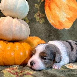 Willow - Blue merle female Aussiedoodle puppy in York, Pennsylvania from Puppies at The Happy Acre Farm