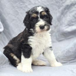Cooper - Tri-color male Bernedoodle puppy in Shelton, Washington from NW Bernedoodles of Washington
