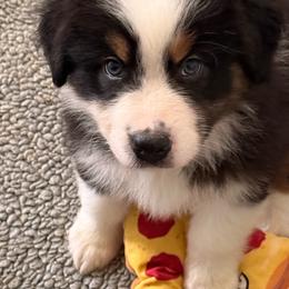 Anubis - Black tri-color male Australian Shepherd puppy in Muncie, Indiana from Gemfire Australian Shepherds