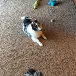 Sky - Shetland Sheepdog