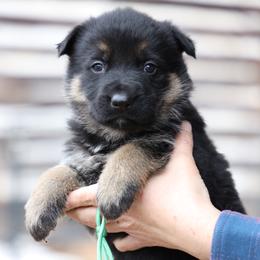 Thor - Black and tan male German Shepherd puppy in Augusta, West Virginia from Vom Haus Highlands