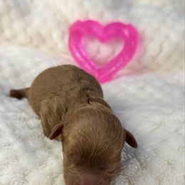 Croissant - Red  female Poodle puppy in Florida from Adorable Toy-Miniature Poodles