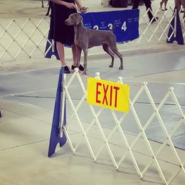 Weimaraner Puppies from Always Faithful Weimaraners