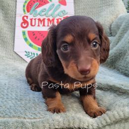 AKC Walnut - Chocolate and tan male Dachshund puppy in Texarkana, Arkansas from Pasta Pups Miniature Dachshunds