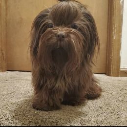Princess - Shih Tzu