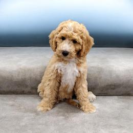 Reese - Apricot female Australian Labradoodle puppy in Harrisonburg, Virginia from Crown Doodles