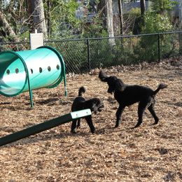 Poodle Puppies from Simply Standard Poodles