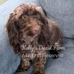 Reese - Dachshund