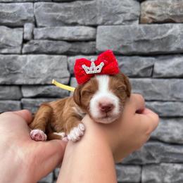 Sunkist - Red  female Goldendoodle puppy in Macon County, North Carolina from Mountain Doodles