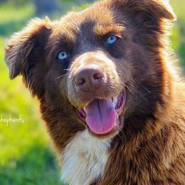 Miniature Australian Shepherds and Poodles from Maple Bloom Farms