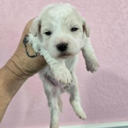 Queeny - White and cream female Bichon Frise puppy in Carthage, Missouri from Cooley's Cuddle Pups