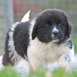 Newfoundland puppies from Newfforu