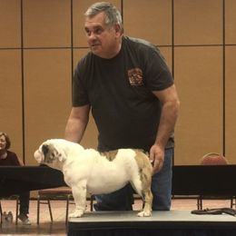 Jazz - Bulldog