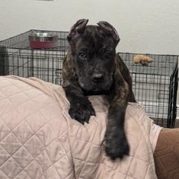 Black Brindle - Black brindle female Cane Corso puppy in Vancleave, Mississippi from TopNotch Corsos