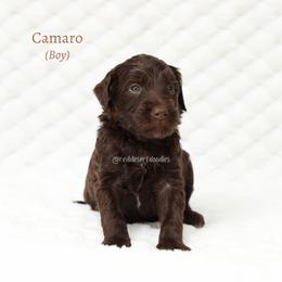 Boy 5 - male Australian Labradoodle puppy in Hurricane, Utah from Red Desert Doodles
