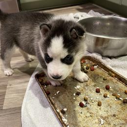 Siberian Husky Puppies from Stan the Man Huskies