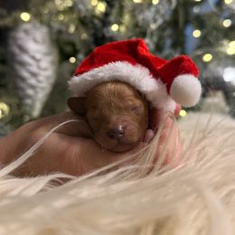 Boy 1 - male Cavapoo puppy in Greenville, South Carolina from Reedy River Doodles