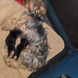 Rino - Silver black and tan male Silky Terrier puppy in City Of Orange, New Jersey from Fur-Ever Friends