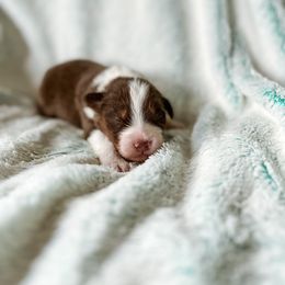 Australian Shepherd Puppies from Burdock Hill Australian Shepherds