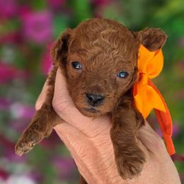 Orange Collar - Red  male Poodle puppy in Vernon, Texas from Sugarland's Texas Goldendoodles
