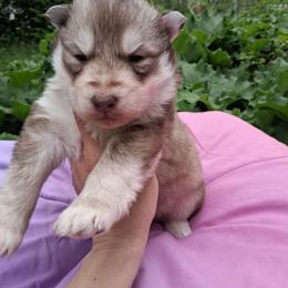 Sprout - Red and white male Siberian Husky puppy in West Liberty, Ohio from Skyfallsiberians