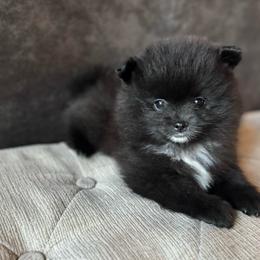Tux - Black male Pomeranian puppy in Ukiah, California from Puffball Poms