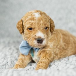 Boy 1 - Goldendoodle puppy in Riverton, Utah from Utah Doodlebug