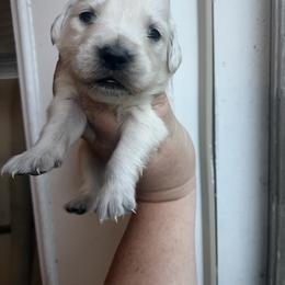 White - Light golden male Golden Retriever puppy in Jesup, Georgia from Painted Platinum Retrievers (Painted Platinum Kennel) PPK
