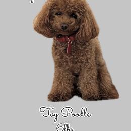 Benji - Poodle